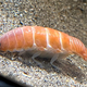 Imagen para el artículo titulado Encuentran en un acuario japonés una criatura idéntica a una pieza de sushi de salmón